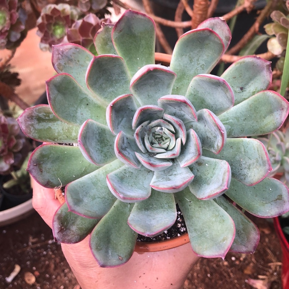 Pulidonis succulent